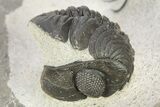 Spiny Koneprusia Trilobite With Austrops - Ofaten, Morocco #268857-5